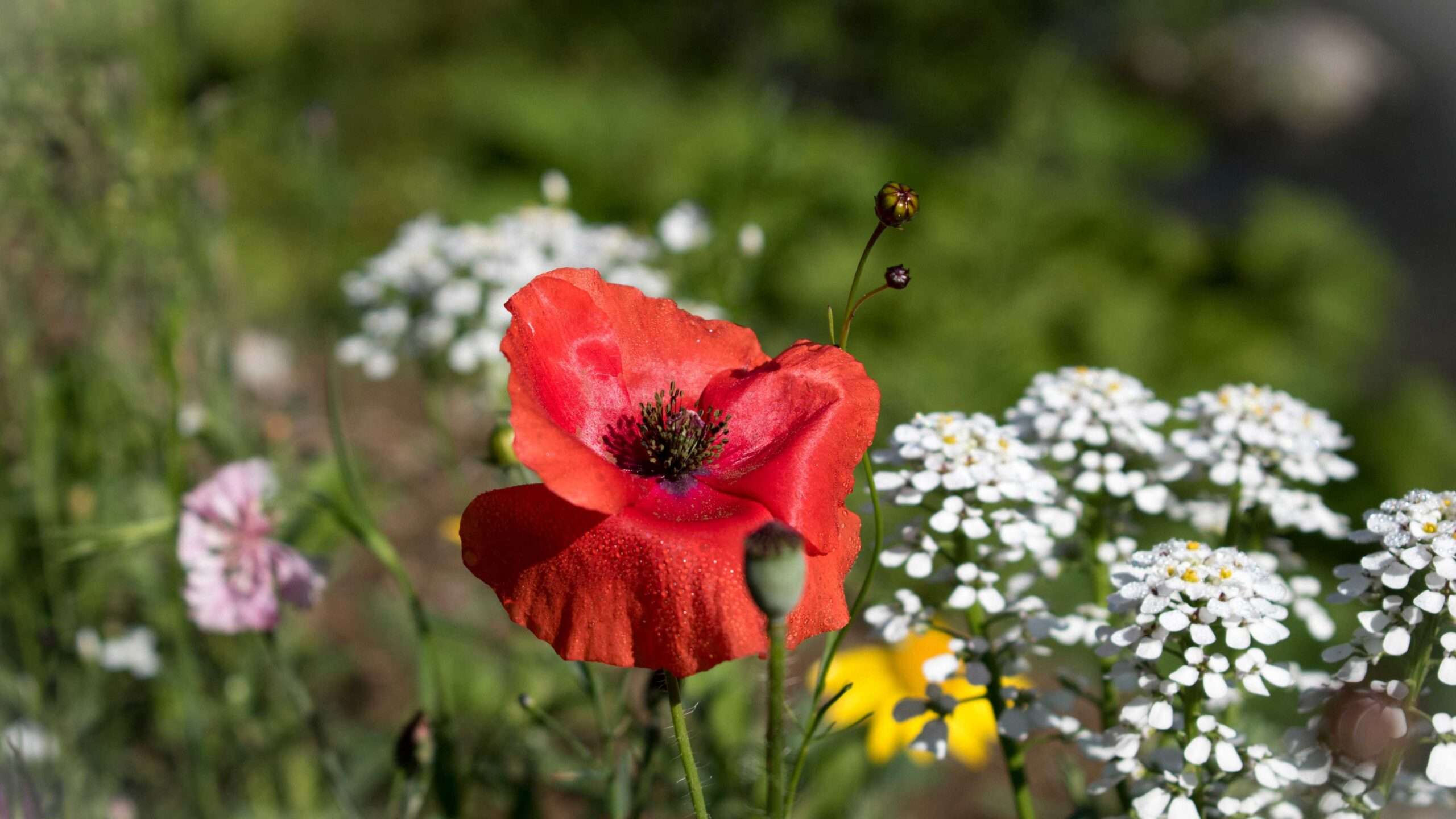 A red poppy stands in the middle of a field of white flowers, making the scene captivating. Nature Pictures Flowers