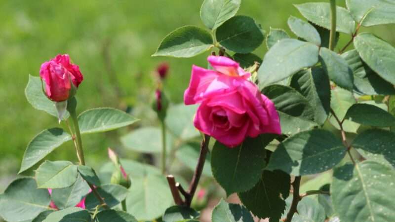 A pink rose is blooming in the grass, symbolizing natural beauty and freshness. Nature Pictures Flowers