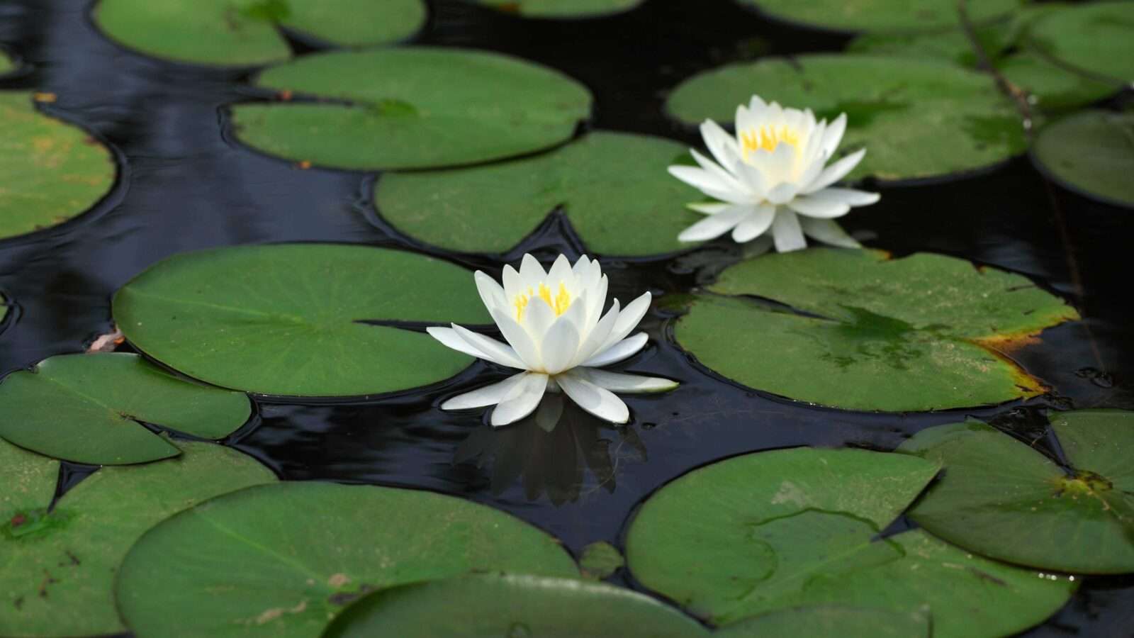 Two beautiful white water lilies floating on a serene pond surrounded by lush green lily pads, showcasing natural tranquility and aquatic flora. Nature Pictures Flowers