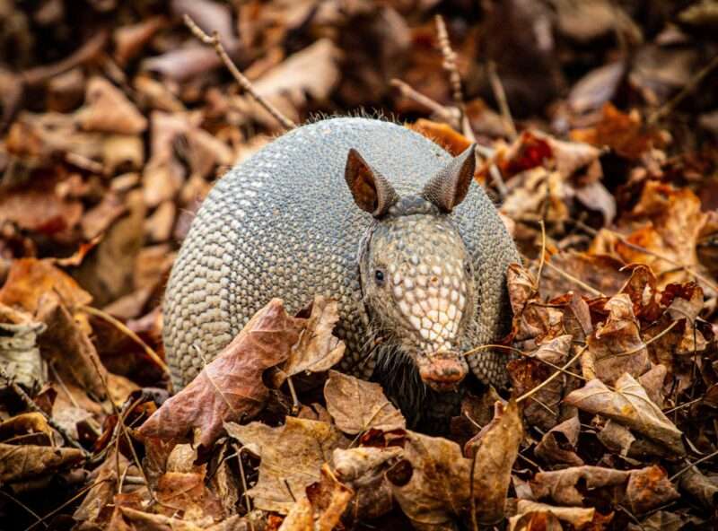 A curious armadillo navigating through a bed of dry, brown leaves in a forest setting. Its textured shell contrasts with the autumn foliage, creating a scene of natural exploration and camouflage.