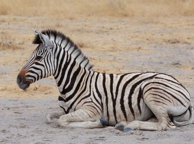 A zebra lying down on sandy ground with dry grass in the background. The zebras distinct black and white stripes are clearly visible.