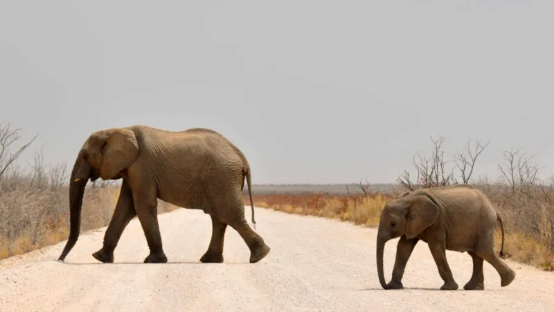 Elephant And Its Baby Crossing The Road In The Jungle.