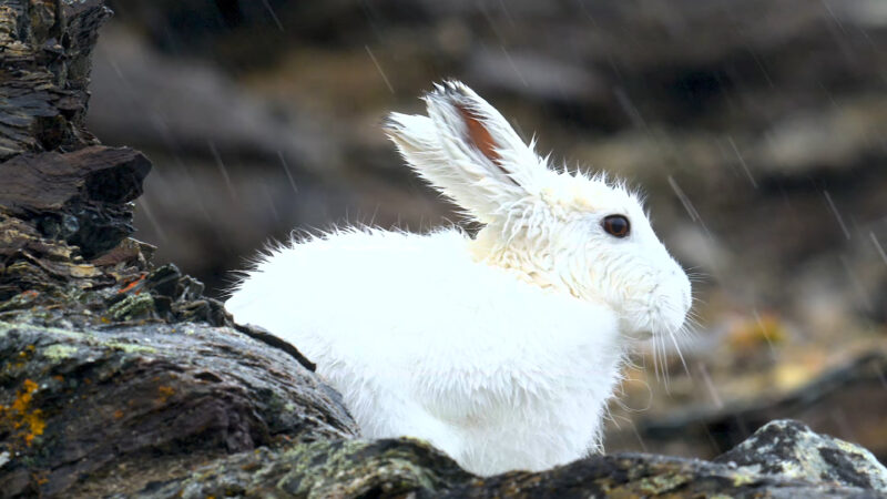 4k Pictures 2 Download Beautiful White Rabbit Picture.