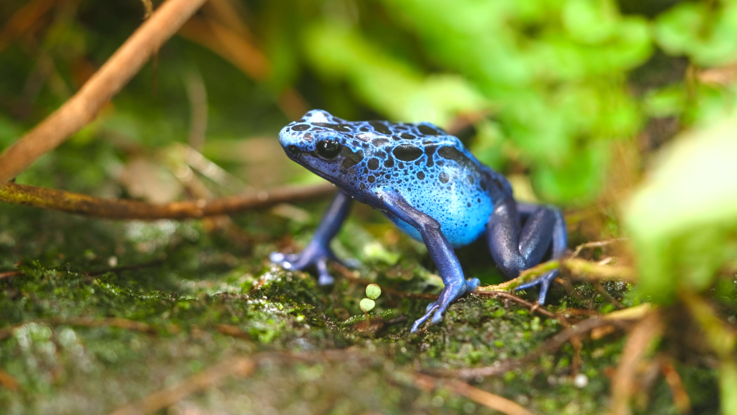 Wild animals pictures 16 A blue poison dart frog sits on moss covered ground surrounded by green leaves and small twigs.