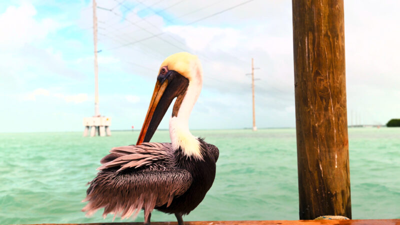 4k Pictures 4 A Brown Pelican Stands On A Wooden Pier By The Turquoise Water, With Power Lines And Poles Visible In The Background.