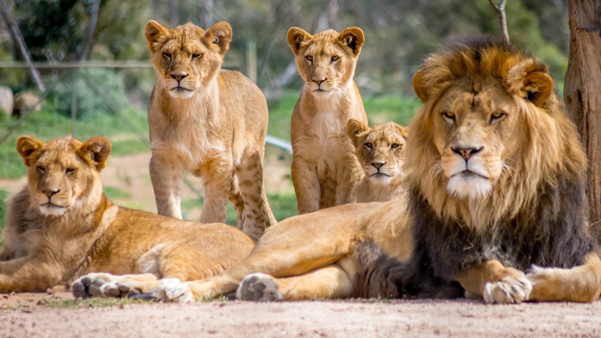 4k Lion Picture A Big Set Of Photos 5 Lion family 4K picture with cubs and lioness
