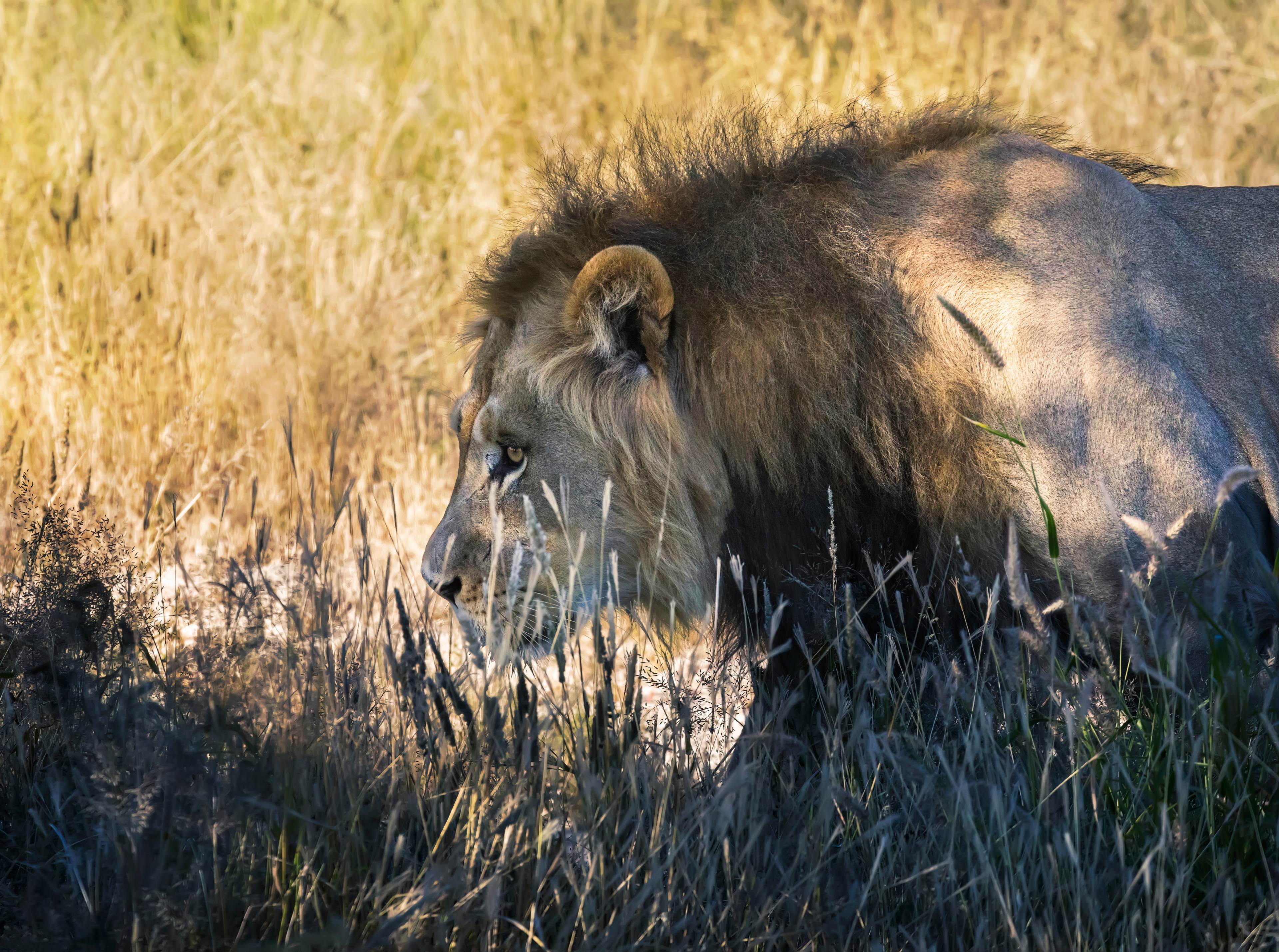 4k Lion Picture A Big Set Of Photos 3 Lion hunting scene captured in 4K picture