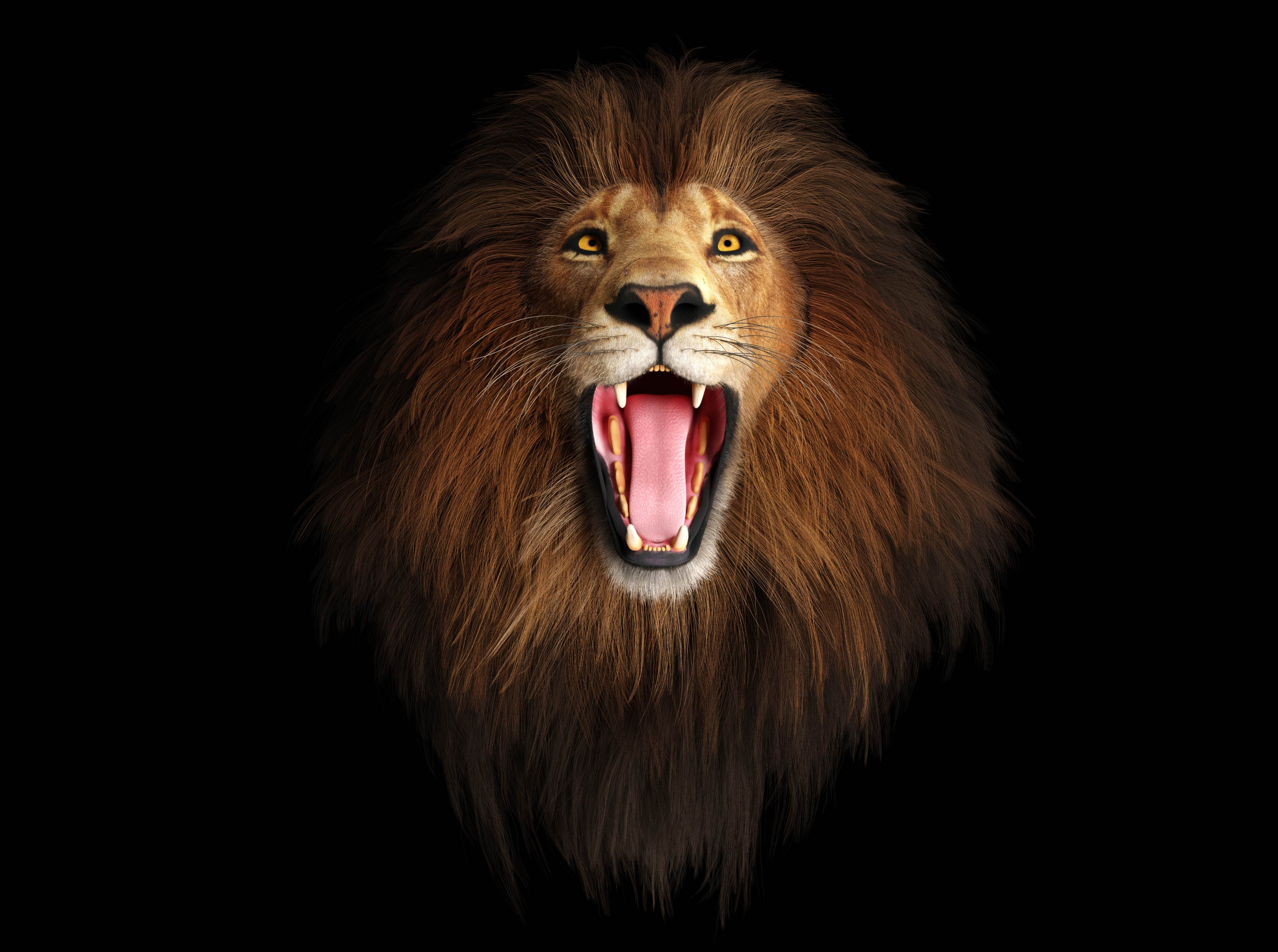 4k Lion Picture A Big Set Of Photos 2 Powerful roaring lion in 4K ultra HD