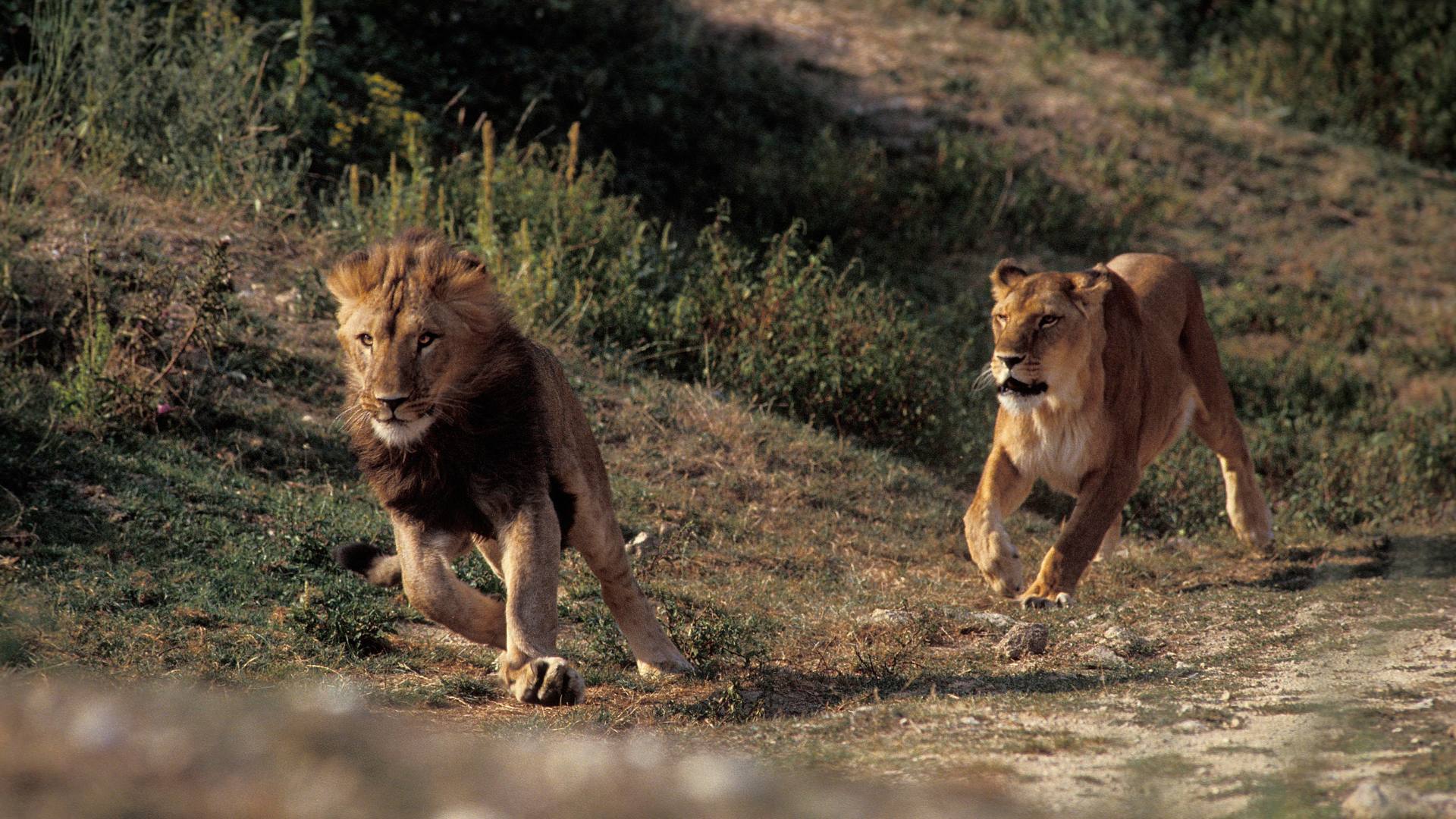 4k Lion Picture A Big Set Of Photos 6 Running lion in the wild 4K HD wallpaper