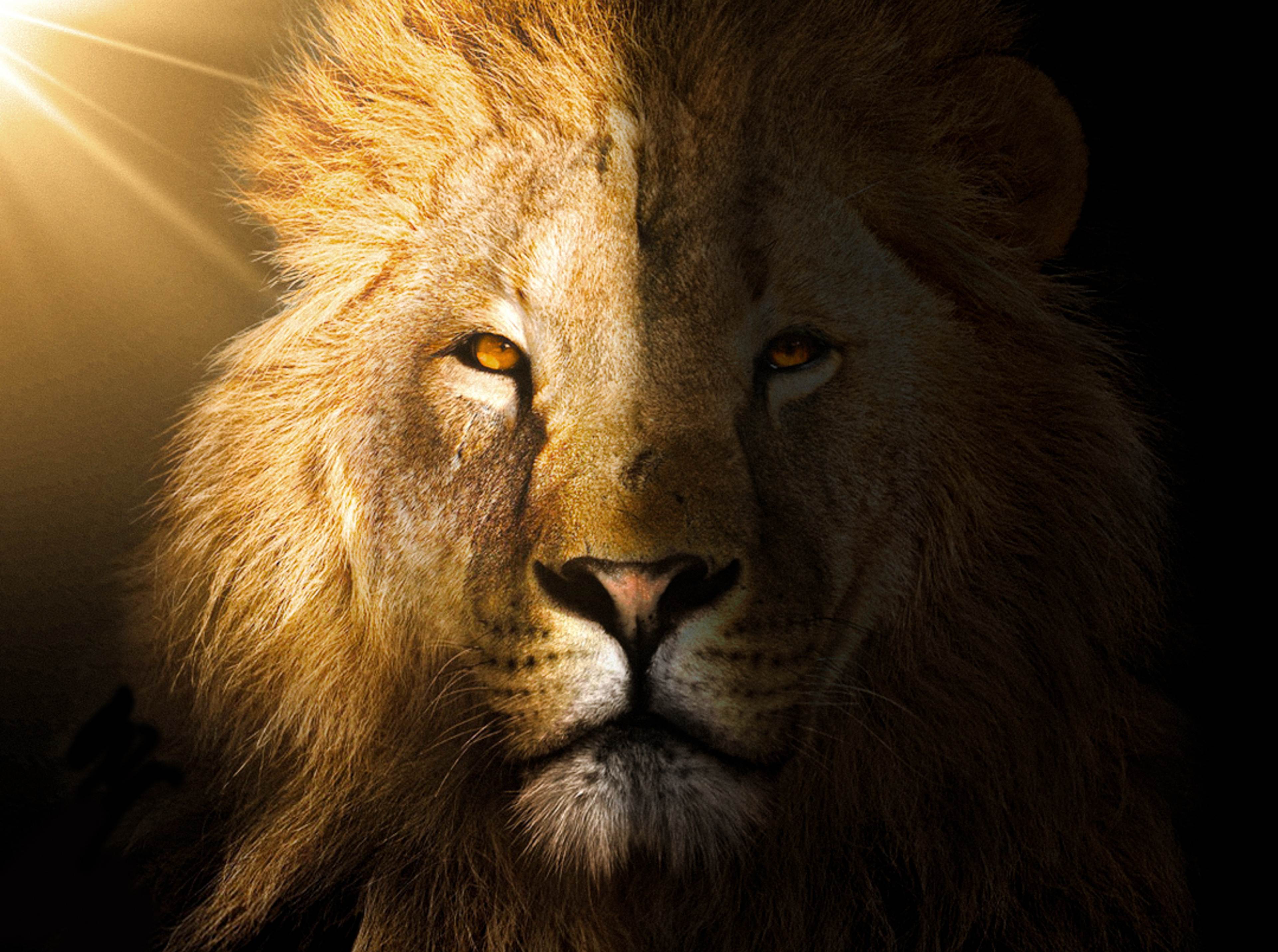4k Lion Picture A Big Set Of Photos 4 4K lion picture at sunset in the savannah