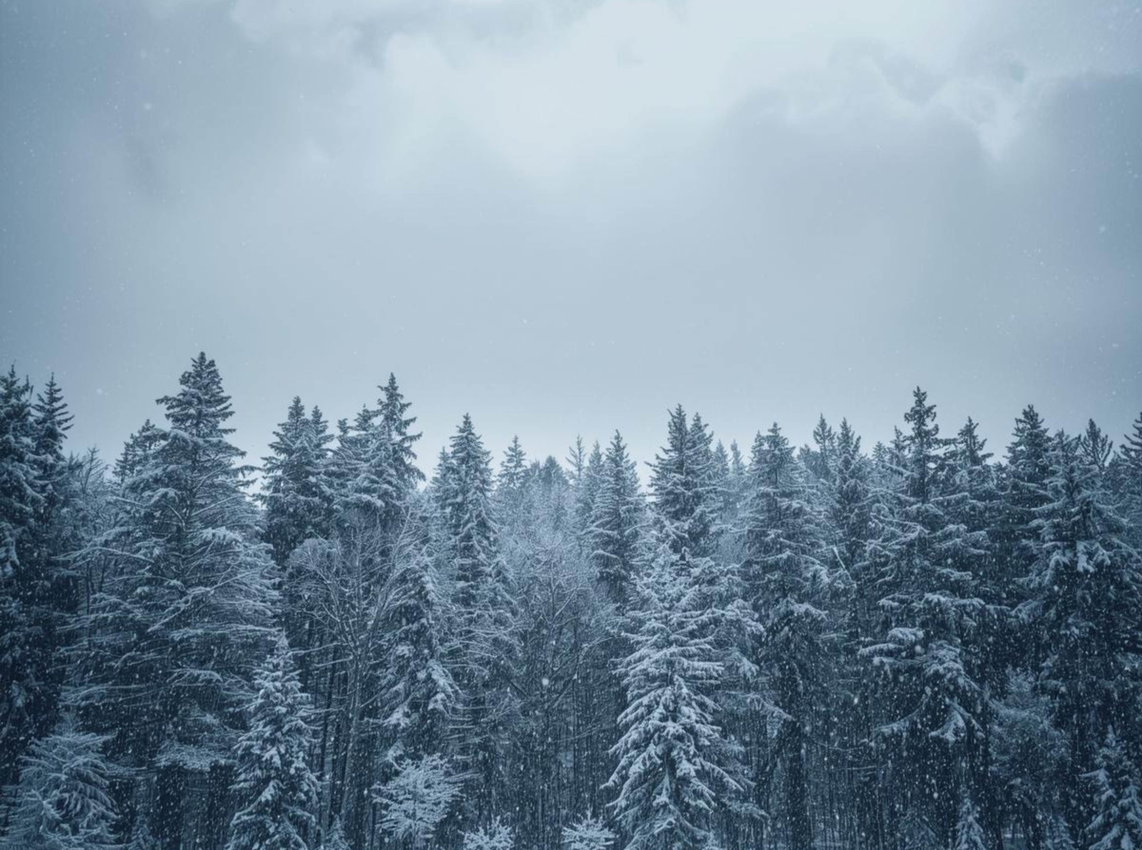 Snowfall among pine trees winter background in 4K quality