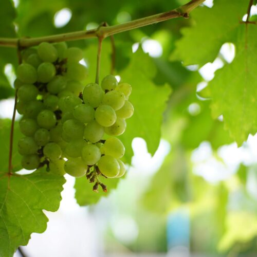 Fresh green grapes in 4K – Fruit & Vegetable 4K Pictures