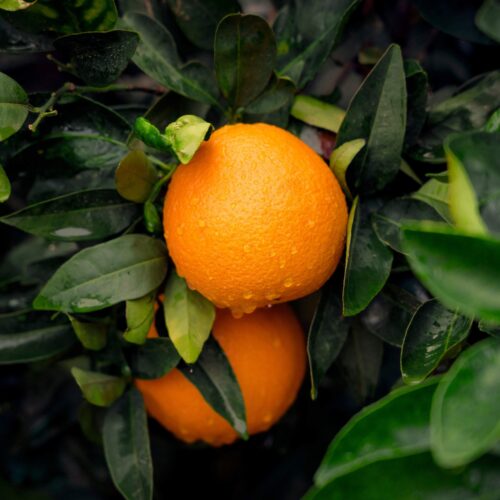Juicy orange fruit in 4K – Fruit & Vegetable 4K Pictures