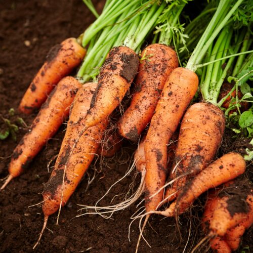 Organic carrot vegetable in 4K – Fruit & Vegetable 4K Pictures