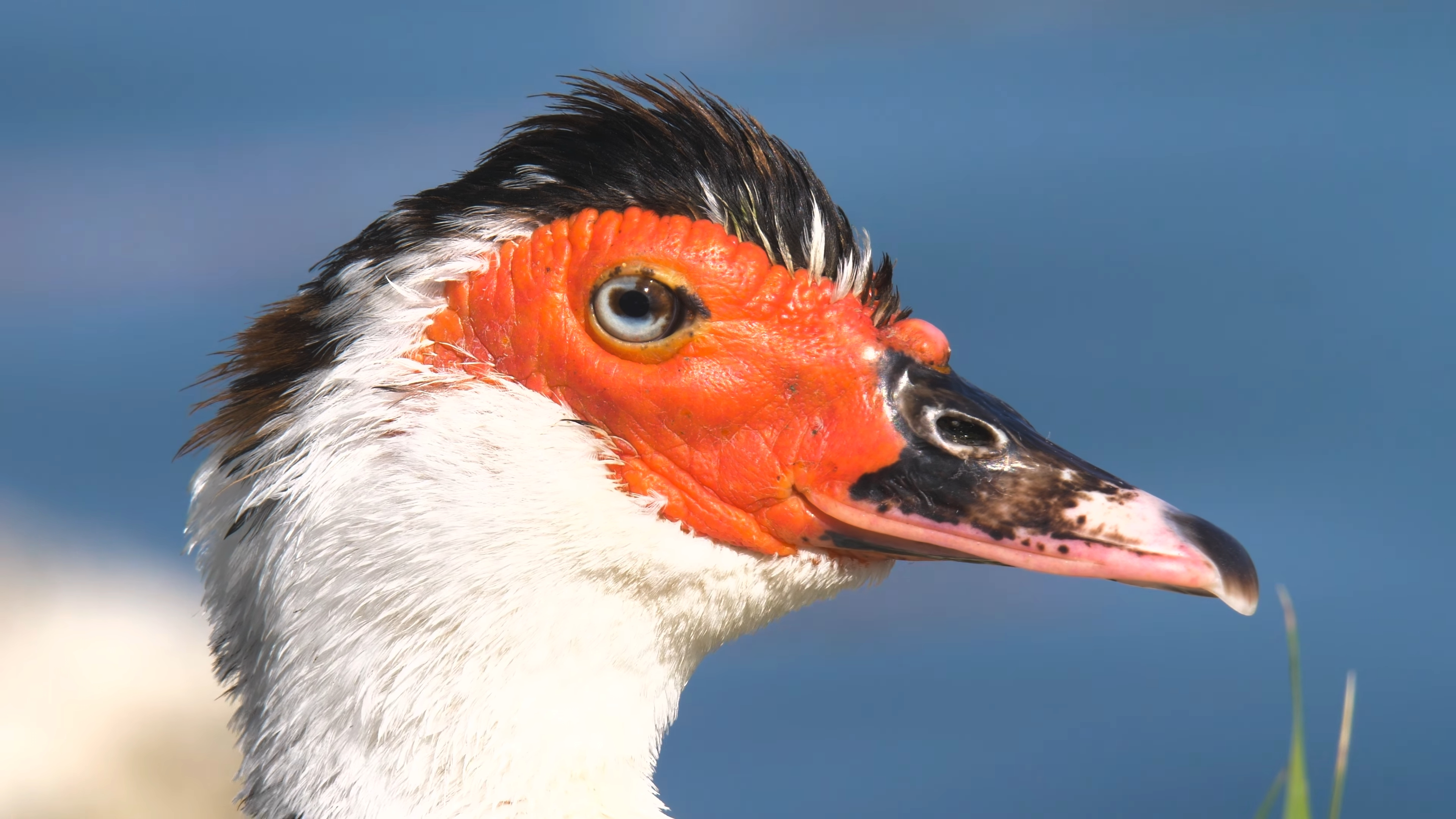 Color Wallpaper 4K colorful duck close-up portrait in HD