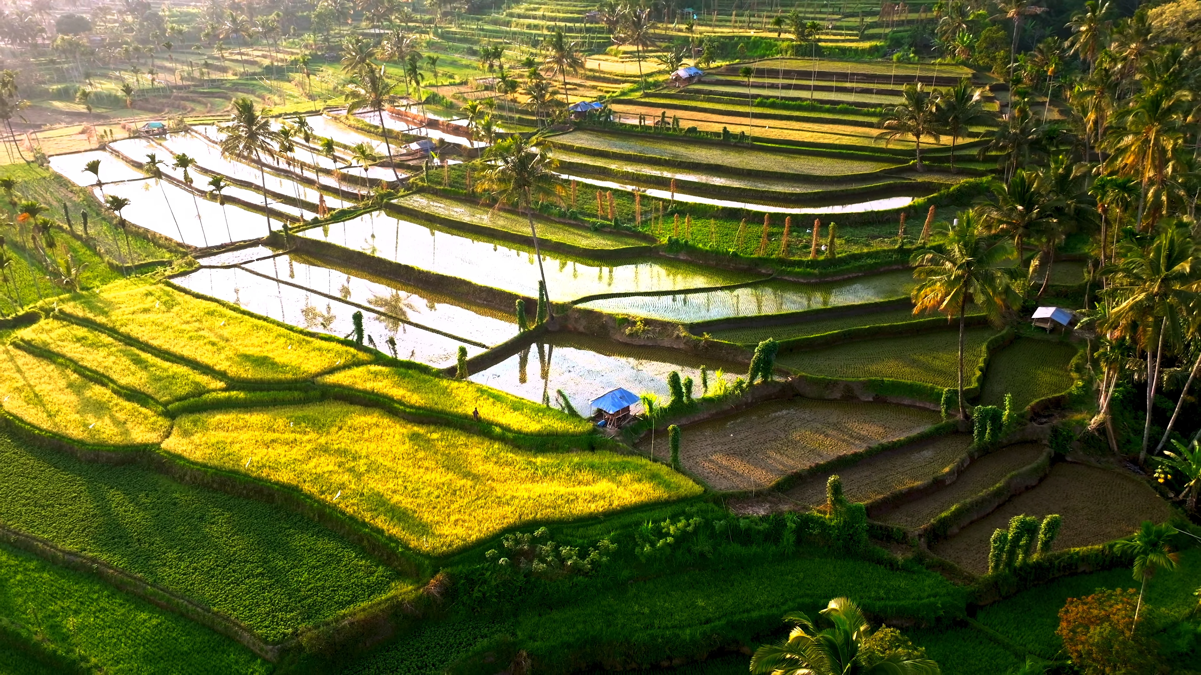 Color Wallpaper 4K of green rice terrace landscape in ultra HD