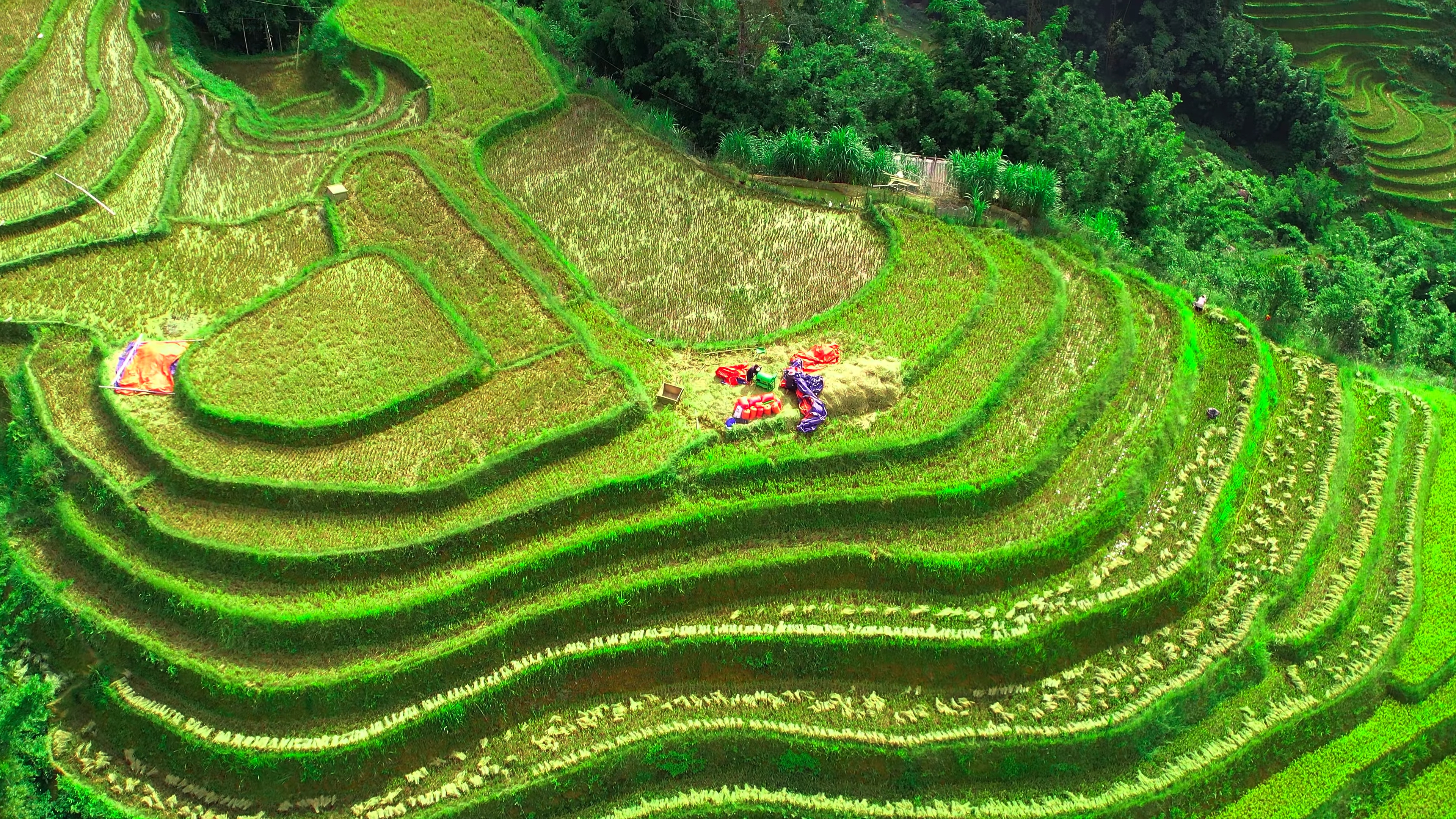 Color Wallpaper 4K bright green terrace farming landscape