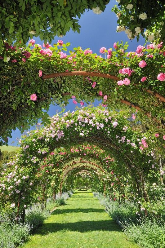 Beautiful flower garden arch 4K pictures for mobile wallpaper